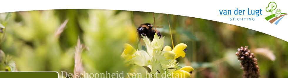 G.A. van der Lugt Stichting