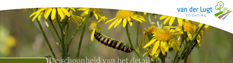 G.A. van der Lugt Stichting